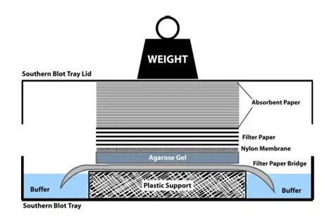 Southern Blot Definition Principle Steps Importance Biology