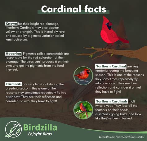 Bird Facts And Stats With Infographics 2024 101 Facts