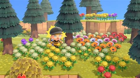 How To Find Mushrooms In Animal Crossing Pocket Edition What Box Game