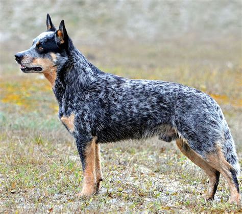 Blue Heeler Dog - Queensland Heeler or Australian Cattle Dog