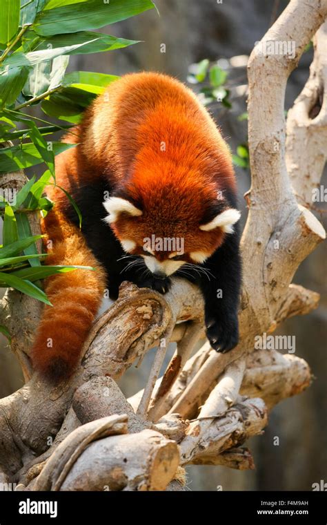 Red panda climbing on tree Stock Photo - Alamy