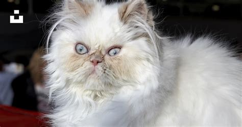 White Long Fur Cat On Red Textile Photo Free Cat Image On Unsplash