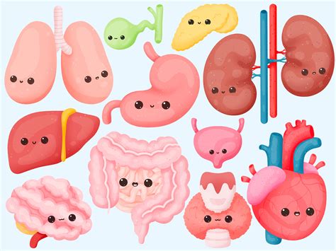 Cute Kawaii Funny Mascot Organ Character Female Reproductive System