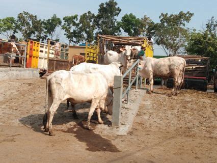 Ntt Kirim Sapi Untuk Kebutuhan Idul Adha