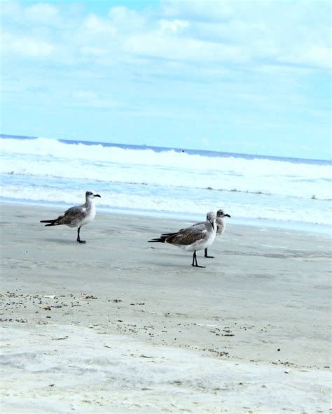 Sea Gulls Three Beach - Free photo on Pixabay - Pixabay