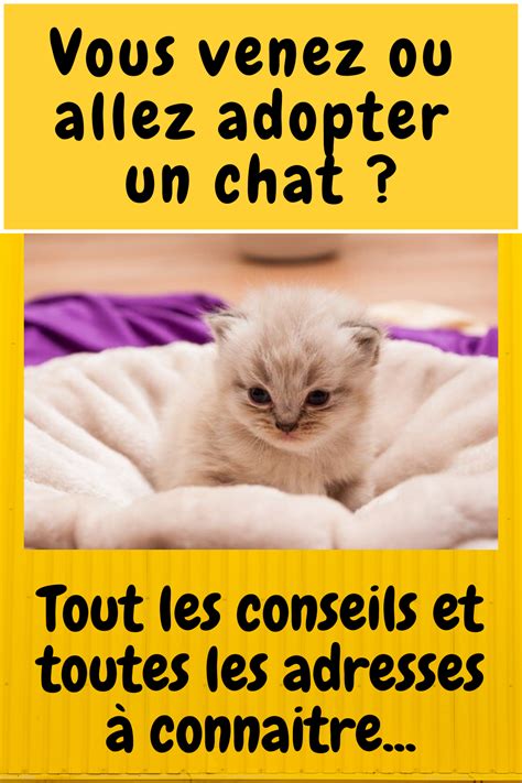 Vous Venez Ou Allez Adopter Un Chat Les Bons Gestes Les Bonnes