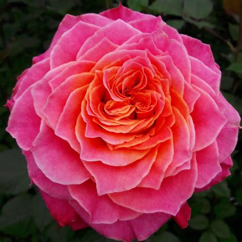 Country Spirit® Garden | Rosen Tantau