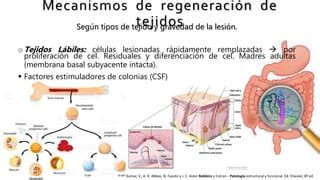 MECANISMOS DE REGENERACION DE TEJIDOS PPT