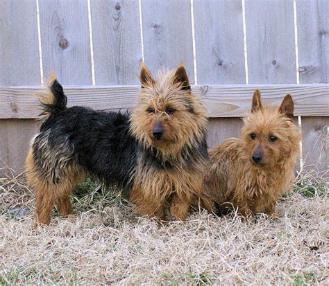 Australian Terrier