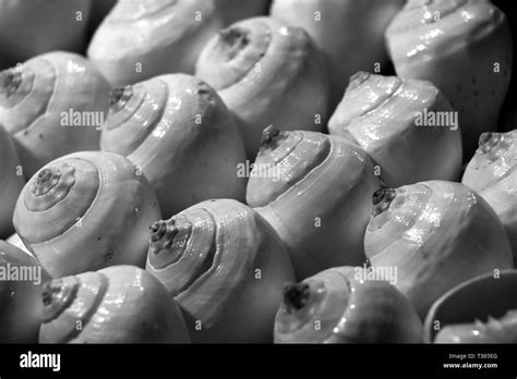 Sea Shells In The Market Conch Shells At Puri Sea Beach Evening Market