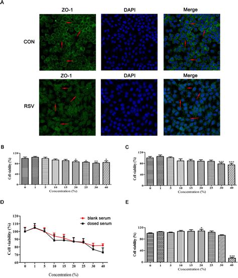 Rsv Infected 16hbe Cells And Cell Viability Assay A Zo 1 Protein