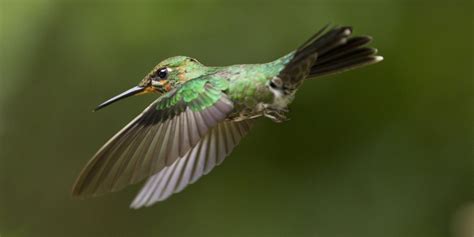 Hummingbirds on Holiday | HuffPost