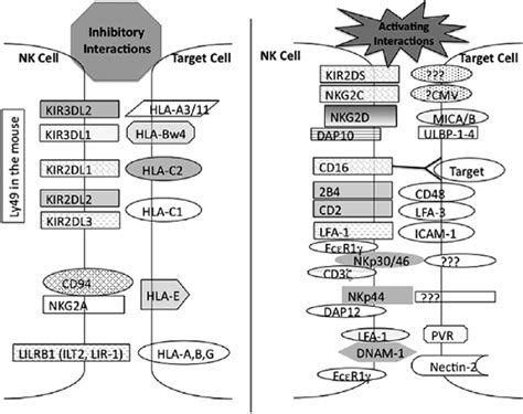 NK cells express a number of inhibitory and activating receptors that ...