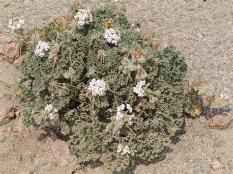 Pelargonium Crassicaule L Hér