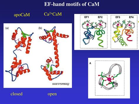 Ppt Calmodulin In Action Diversity In Target Recognition And