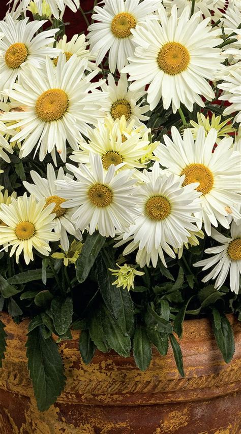 Banana Cream Shasta Daisy is the Perennial of the Year for 2017. Enjoy ...