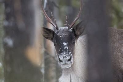 Mountain Caribou | Conservation Northwest