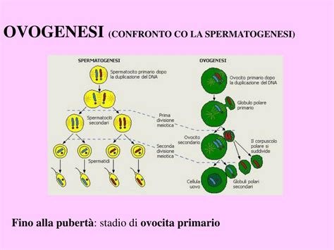 Ppt Apparato Riproduttivo Femminile Powerpoint Presentation Free Download Id4754594