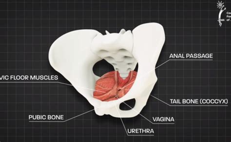 Pelvic Floor Anatomy Pelvic Diaphragm Part 1 – Otosection