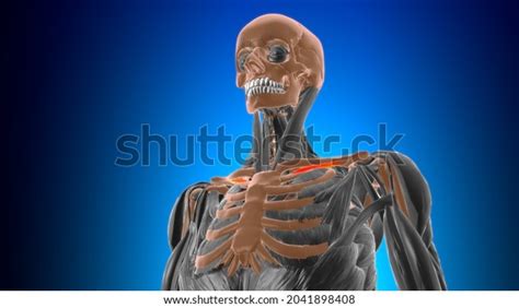 Subclavius Muscle Anatomy Medical Concept 3d Stock Illustration ...