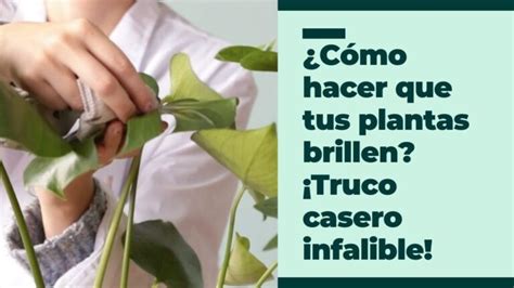 Cómo limpiar las hojas de las plantas