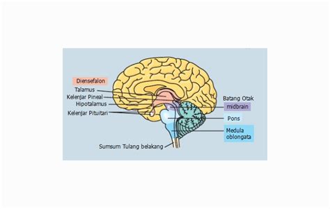 Diensefalon Pengertian Struktur Fungsi Bagian Cekrisna