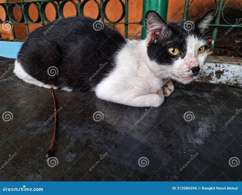 Cute wild domestic cats stock photo. Image of isolated - 312086596