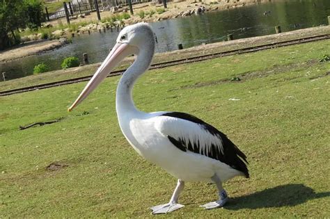 8 Birds That Have Webbed Feet (With Pictures) - Animal World Facts