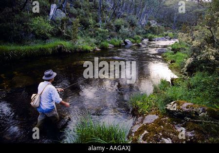 Fly fishing, Cobungra River, , NE Victoria, Australia Stock Photo - Alamy