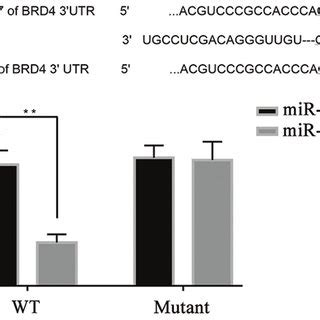 Microrna Directly Targets Brd A The Sequence Alignment Of The