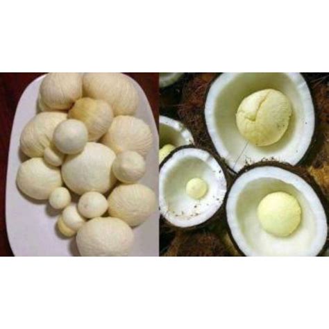 Jual Kentos Kelapa Cangkangan Kg Shopee Indonesia