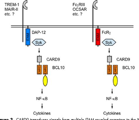 Figure 3 From Card9 Signaling In The Innate Immune Response Semantic