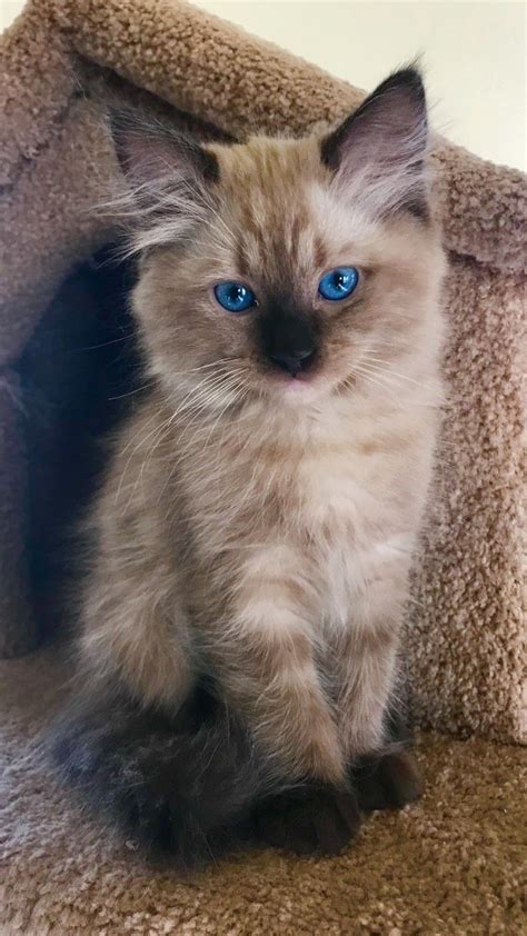 Understanding Ragdoll Colors And Patterns — Littlemitts Ragdoll Kittens