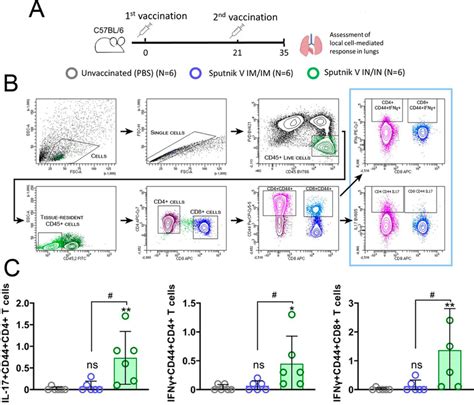 Flow Cytometry Analysis Of Tissue Resident Lung Lymphocytes From Download Scientific Diagram