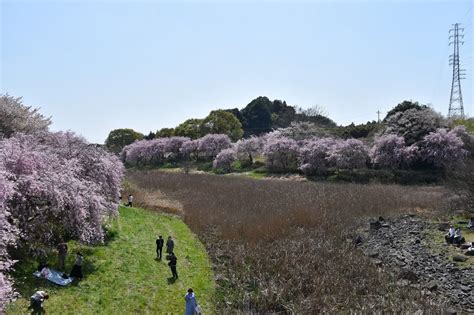 枝垂桜狩り 茨城県石岡市染谷 常陸風土記の丘（3）しだれ桜のトンネル 花を探して ぶらり 一人旅