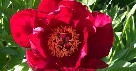 Daniel S Pacific NW Garden An Itoh Peony And A Couple Of Irises 5 16 2021