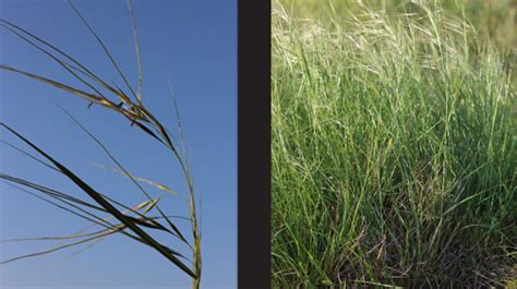 Grazing North Texas Texas Wintergrass North Texas Farm And Ranch