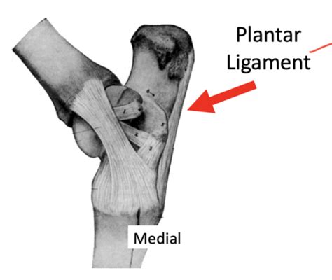 LA Ortho Hind Limb Lameness Flashcards Quizlet