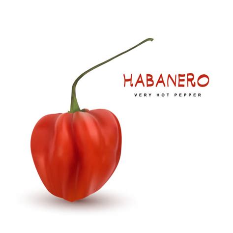 Habanero Illustrations Royalty Free Vector Graphics And Clip Art Istock