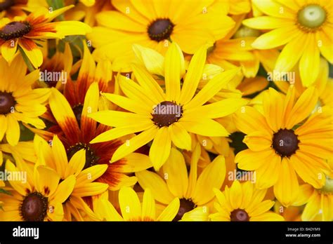 Close Up Of Black Eyed Susans Stock Photo Alamy