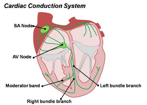 Advanced - Cardiac Conduction - Embryology