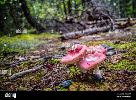 A Brittlegill Russula Mushroom In Acadia National Park Maine Stock