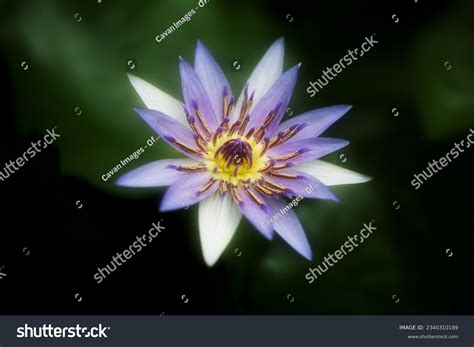 516 319 Bloem Waterlelie Images Stock Photos Vectors Shutterstock