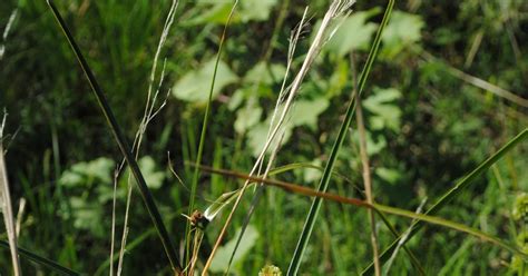 Fotos De Flora Nativa Y Adventicias De Uruguay Cyperus Entrerianus