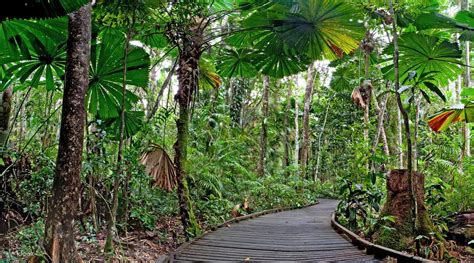 Cape Tribulation Daintree Wilderness Klook