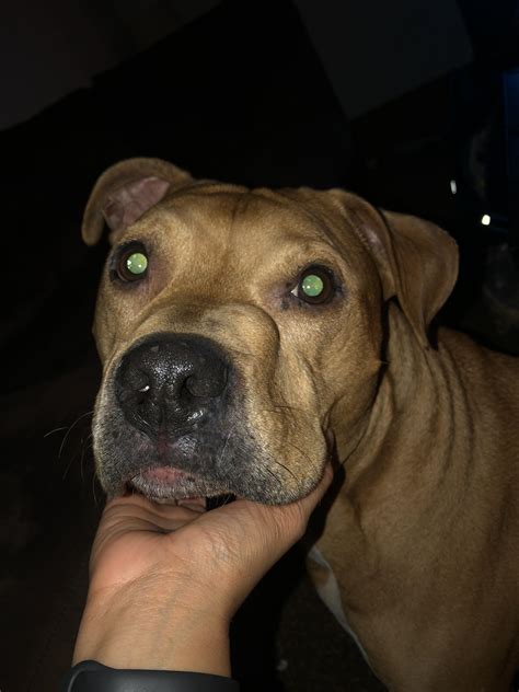 Lump On Nose