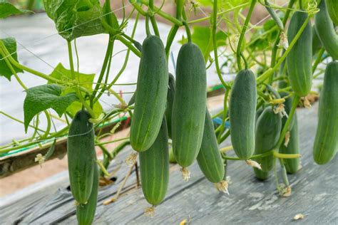 The Vigorous Bush Champion Cucumber - Minneopa Orchards