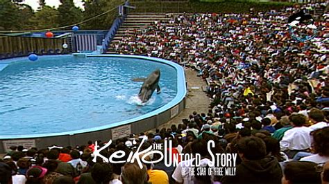 Keiko, the only captive orca to ever return home - Karla Munguia