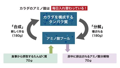 バランスのよい食事と補食のキホン（パートⅡ：筋肉とたんぱく質・アミノ酸、補食の活用）｜アミノ酸スポーツ栄養科学ラボ｜味の素株式会社