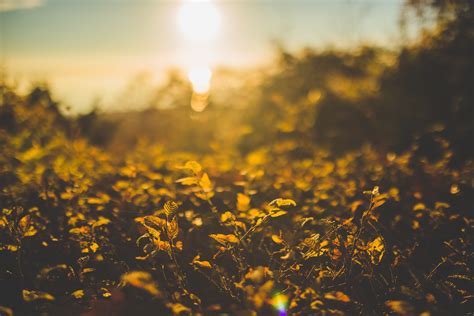 Wallpaper Sunlight Depth Of Field Sunset Nature Sand Sky Plants